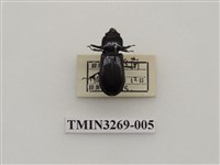 藏品(小黑豔蟲)的圖片